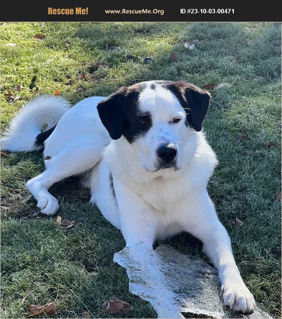 ADOPT 23100300471 Saint Bernard Rescue Euless, TX