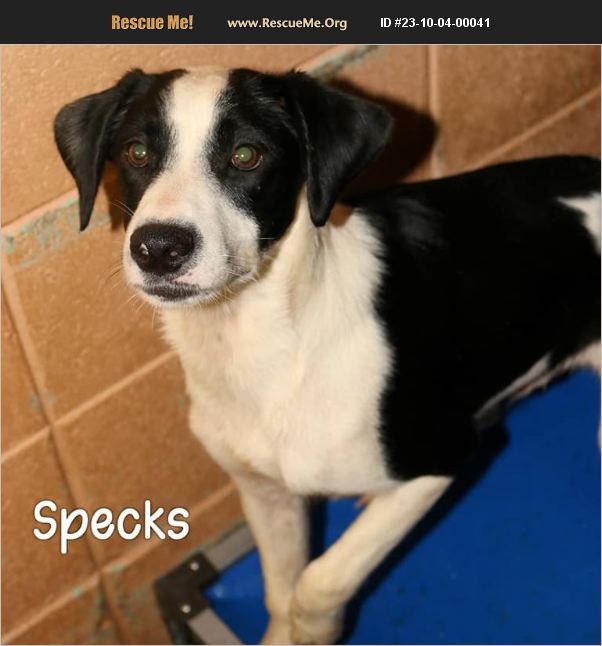 ADOPT 23100400041 Basset Hound Rescue , FL