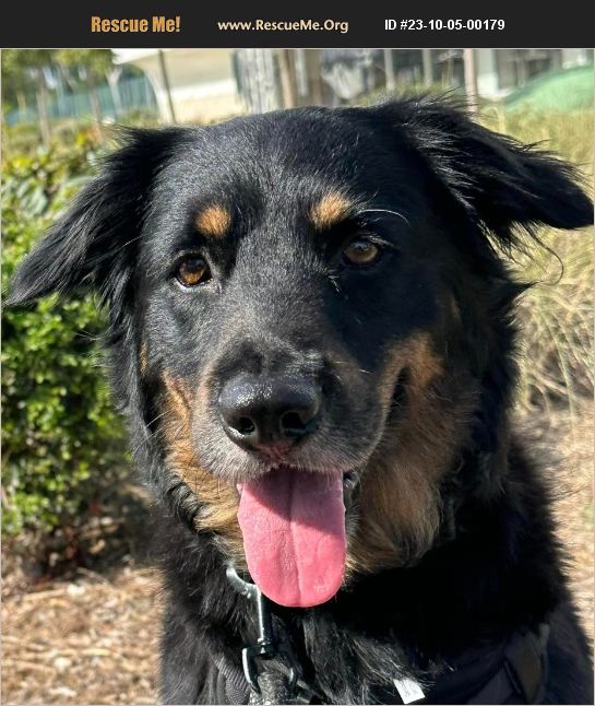 ADOPT 23100500179 Australian Shepherd Rescue Paso Robles, CA