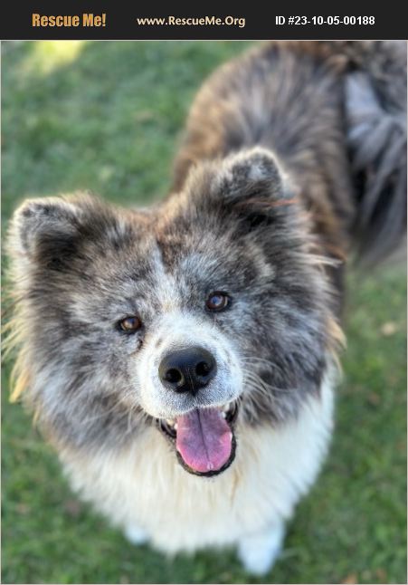 ADOPT 23100500188 ~ Akita Rescue ~ San Bernardino, CA