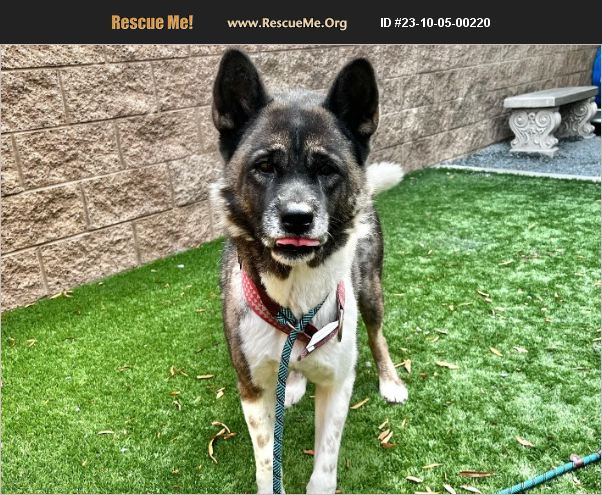 ADOPT 23100500220 ~ Akita Rescue ~ Riverside County, CA