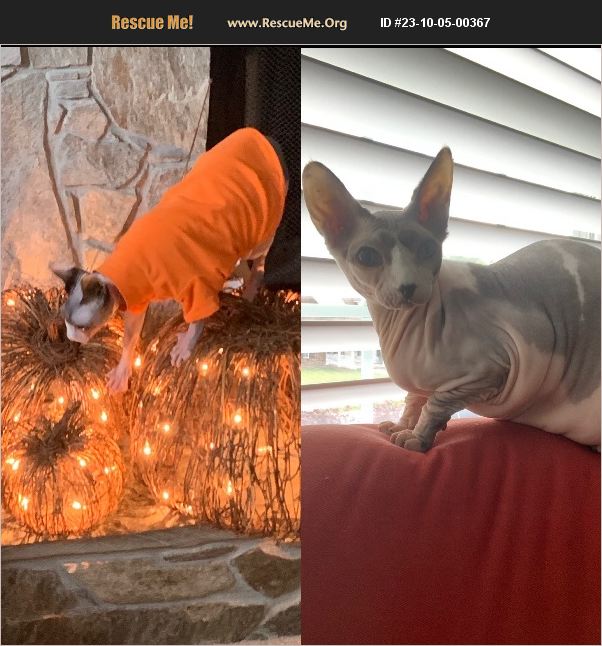 ADOPT 23100500367 Sphynx Rescue Jacksonville, NC