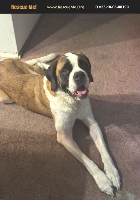 ADOPT 23100600199 Saint Bernard Rescue Mantua NJ