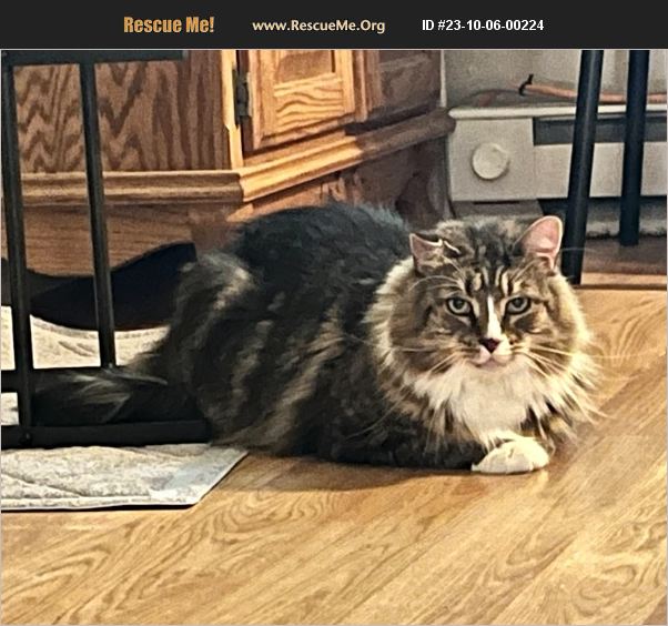 ADOPT 23100600224 Maine Coon Rescue High Bridge, NJ