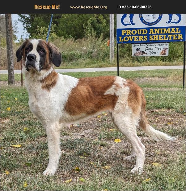ADOPT 23100600226 Saint Bernard Rescue Parsons, KS