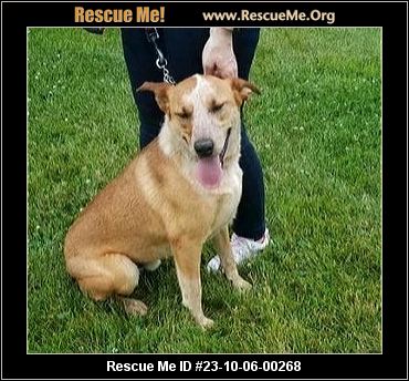 Dog for adoption - Jersey, an Australian Cattle Dog / Blue Heeler in  Peoria, IL