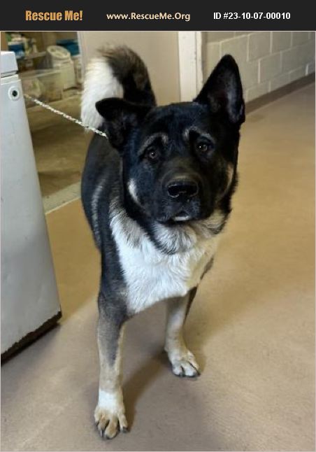 ADOPT 23100700010 ~ Akita Rescue ~ Jonesboro, GA