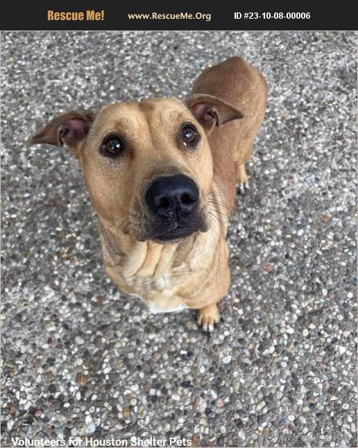 ADOPT 23100800006 Lab Rescue Pennsylvania