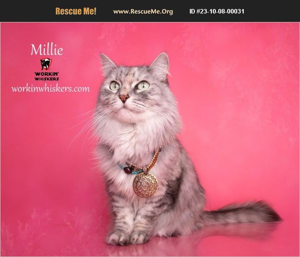 ADOPT 23100800031 Maine Coon Rescue HEMET, CA