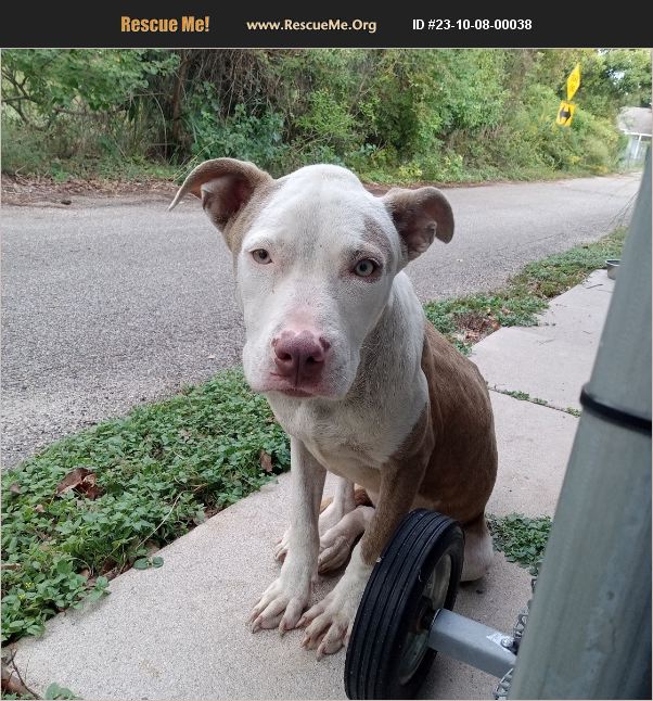ADOPT 23100800038 Pit Bull Rescue Gulfport, MS