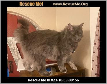 Norwegian Forest Cat Kittens and Cats in Phoenix, AZ - Buy or