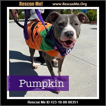 Adopt an American Staffordshire Terrier near Atlanta, GA