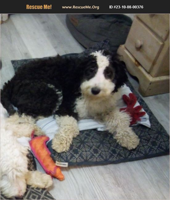 ADOPT 23100800376 Old English Sheepdog Rescue Springfield, OR