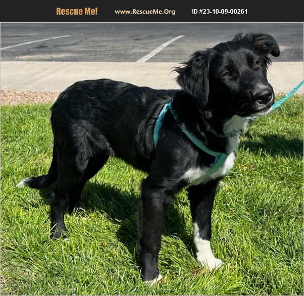 ADOPT 23100900261 Border Collie Rescue Albuquerque, NM