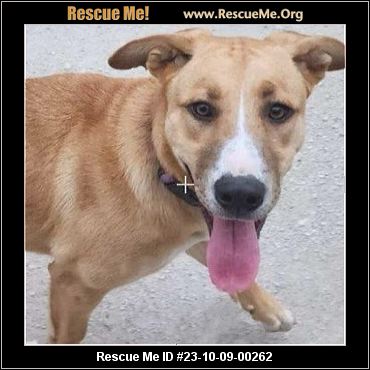 - North Carolina German Shepherd Rescue - ADOPTIONS - Rescue Me!