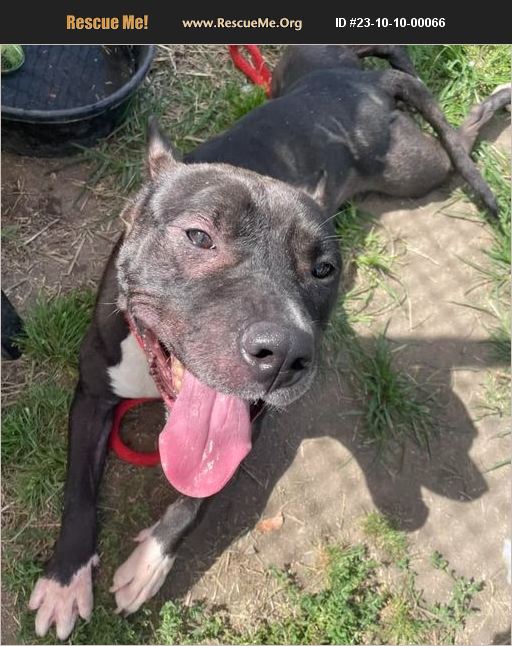 ADOPT 23101000066 Pit Bull Rescue Chicago, IL