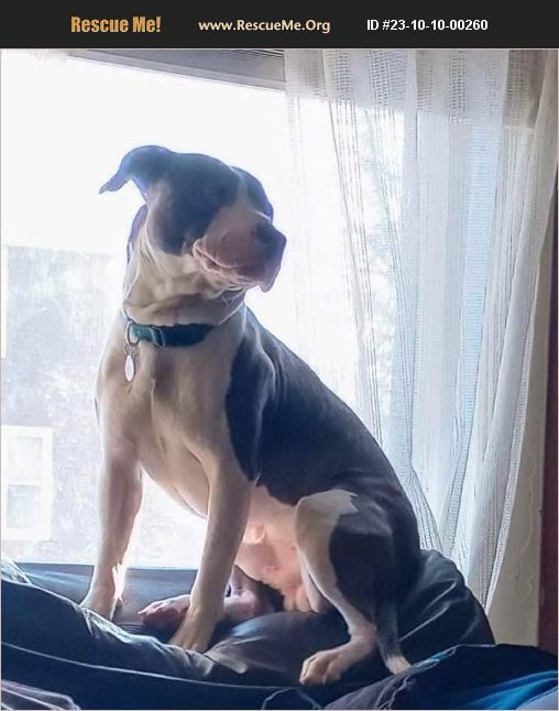 ADOPT 23101000260 American Bulldog Rescue Holland, MI