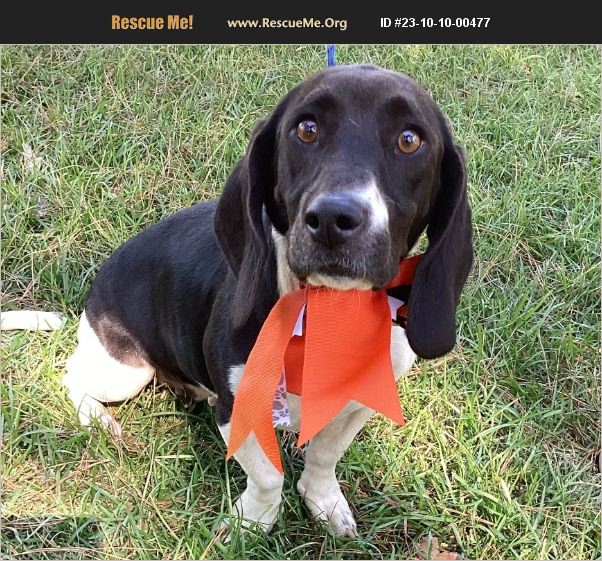 ADOPT 23101000477 Basset Hound Rescue Jesup, GA
