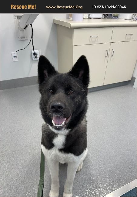 ADOPT 23101100046 ~ Akita Rescue ~ Shoreline, WA