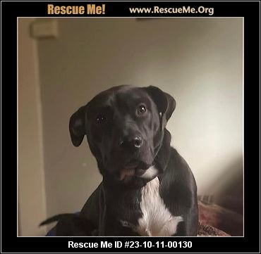 Dog for adoption - Nora , an American Staffordshire Terrier Mix in  Louisville, KY