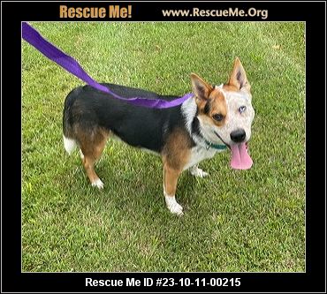 Dog for adoption - Lexi, a German Shepherd Dog in Louisville, KY