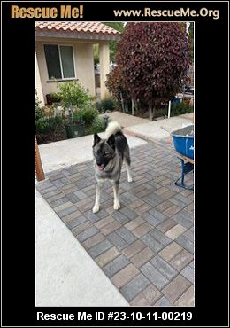 - California Akita Rescue - ADOPTIONS - Rescue Me!