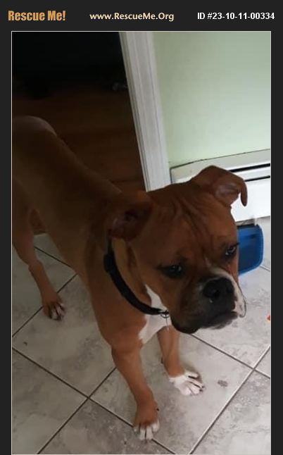 Adopt Boxer Rescue Salem Nh