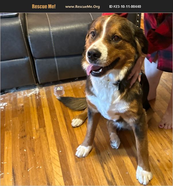 ADOPT 23101100440 Bernese Mountain Dog Rescue Riverdale, UT