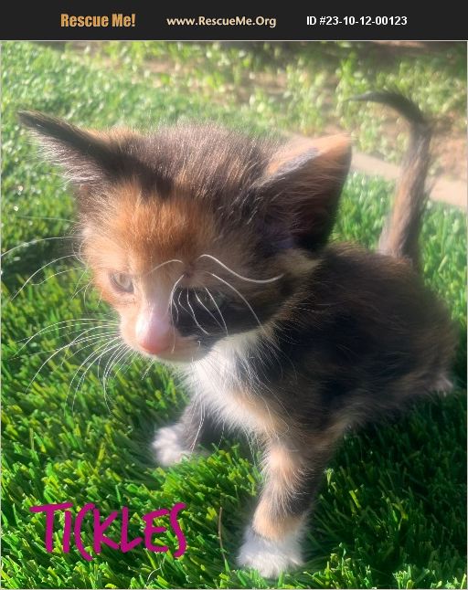 ADOPT 23101200123 Norwegian Forest Cat Rescue Acton, CA