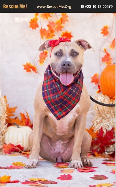 Adopt Pit Bull Rescue Maricopa County Az