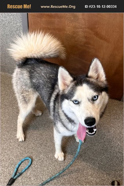 Adopt Siberian Husky Rescue Harriman Tn