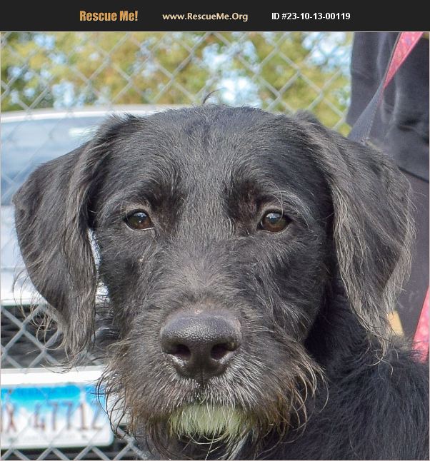 ADOPT 23101300119 Irish Wolfhound Rescue Huntley, IL
