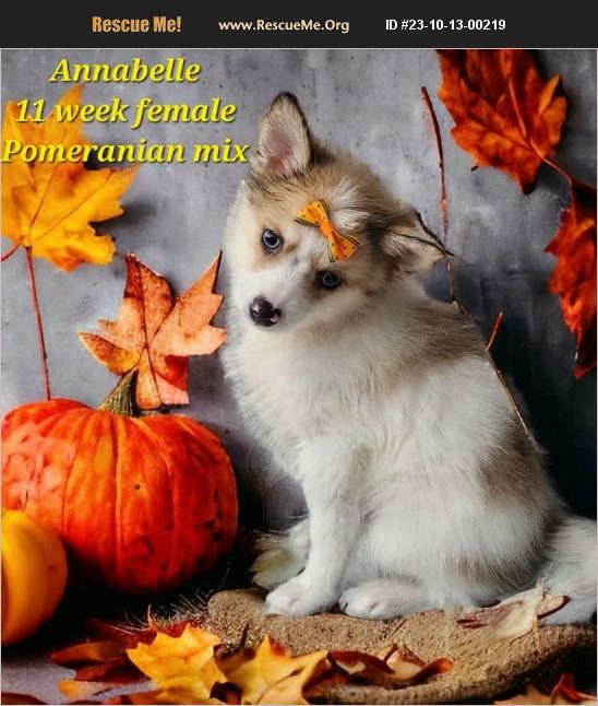 ADOPT 23101300219 Pomeranian Rescue Marengo IL