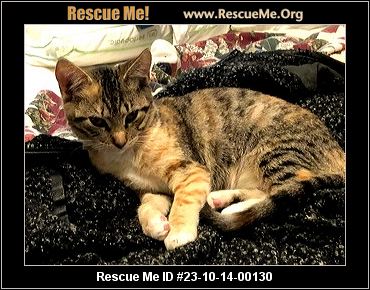 Cat Adoption Harford County Maryland