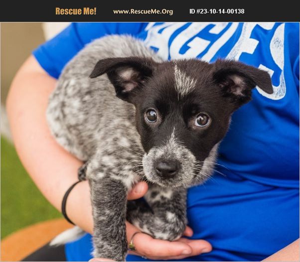 ADOPT 23101400138 Australian Cattle Dog Rescue Mont Belvieu, TX