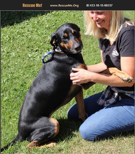 ADOPT 23101500337 Doberman Pinscher Rescue Benton, PA