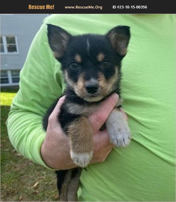 ADOPT 23101500356 Australian Shepherd Rescue Bethel, CT