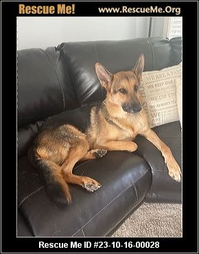 Dog for adoption - Lexi, a German Shepherd Dog in Louisville, KY