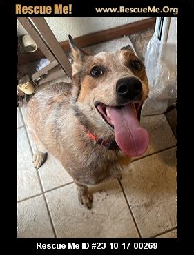 Dog for adoption - Jersey, an Australian Cattle Dog / Blue Heeler in  Peoria, IL