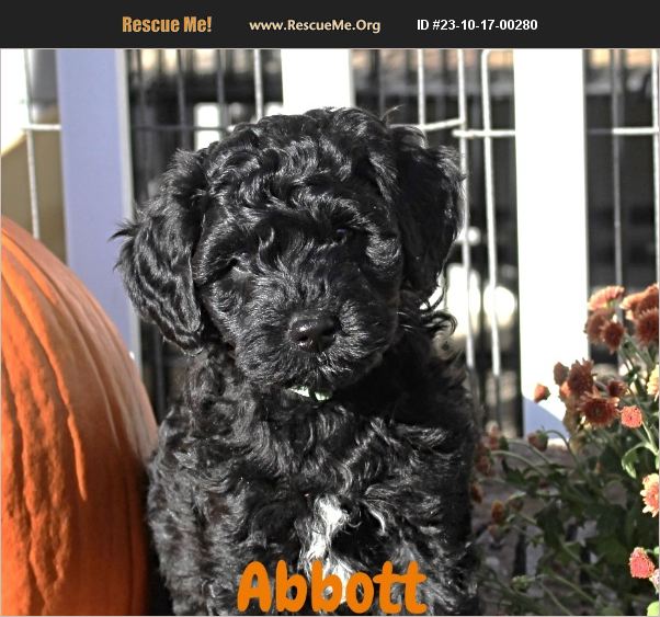 ADOPT 23101700280 ~ Poodle Rescue ~ Lisbon, IA