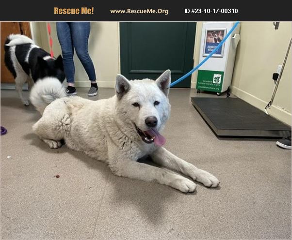 ADOPT 23101700310 ~ Akita Rescue ~ Pasadena, CA