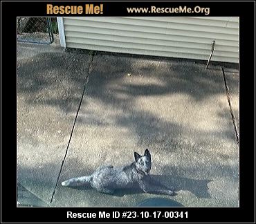 Dog for adoption - Jersey, an Australian Cattle Dog / Blue Heeler in  Peoria, IL