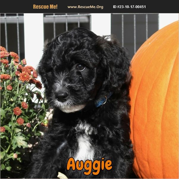 ADOPT 23101700451 ~ Poodle Rescue ~ Lisbon, IA