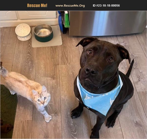 ADOPT 23101800056 Lab Rescue Yorktown, VA