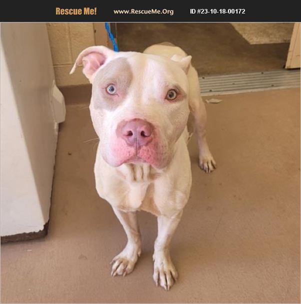 Adopt Pit Bull Rescue Jonesboro Ga