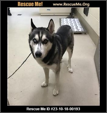 Dog for Adoption - Hank, a Siberian Husky in Woodstock, GA