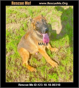 Dog for adoption - Jersey, a German Shepherd Dog Mix in Whitestone, NY