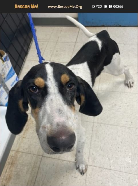 ADOPT 23101900255 Bluetick Coonhound Rescue Gulfport MS