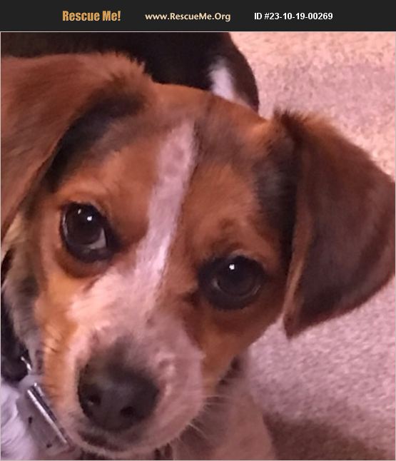 ADOPT 23101900269 Beagle Rescue Virginia Beach, VA