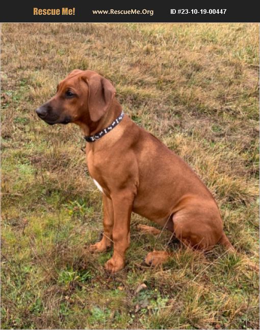 ADOPT 23101900447 Rhodesian Ridgeback Rescue Rainier, WA